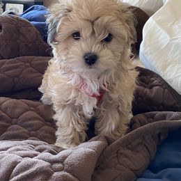 Havanese Puppies from Homefull of Havanese