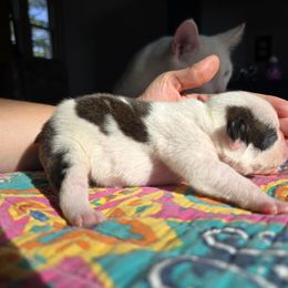Girl 2 - Black brindle and white female Boston Terrier puppy in Gibson City, Illinois from Quinn's Kennels