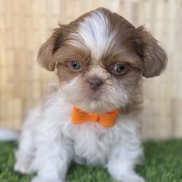 Luffy - Liver and white male Shih Tzu puppy in San Tan Valley, Arizona from My Puppy Tzu