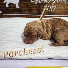 Parchessi - Brown Chesapeake Bay Retriever puppy in Columbus Grove, Ohio from Twin Oak's Chesapeakes LLC