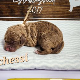 Parchessi - Brown Chesapeake Bay Retriever puppy in Columbus Grove, Ohio from Twin Oak's Chesapeakes LLC