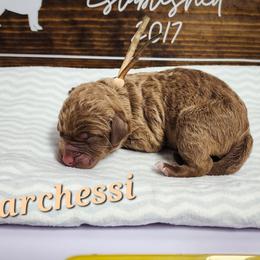 Parchessi - Brown Chesapeake Bay Retriever puppy in Columbus Grove, Ohio from Twin Oak's Chesapeakes LLC