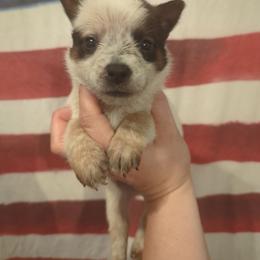Honey - Red speckled female Australian Cattle Dog puppy in Mena, Arkansas from Red Desert Australian Cattle Dogs