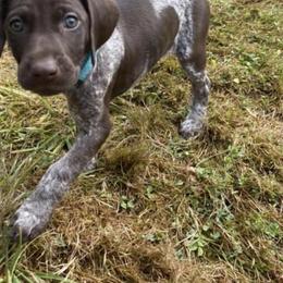German Shorthaired Pointers from Boonies Farms