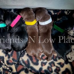 Dachshund Puppies from Friends ‘n Low Places Dachshunds of Texas