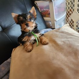 Yorkshire Terrier Puppies from Little Yorkie World Texas