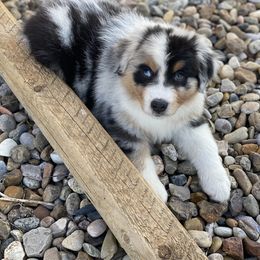 Australian Shepherd Puppies from Badlands Australian Shepherds