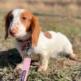 Jewel - Dachshund