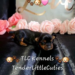 Yorkshire Terrier Puppies from TLC Kennels TenderLittleCuties