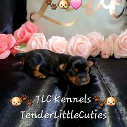 Yorkshire Terrier Puppies from TLC Kennels TenderLittleCuties