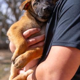 Betsy - Fawn female Belgian Malinois puppy in Lincoln, Nebraska from Nebraska K9