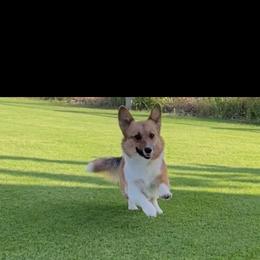 Pembroke Welsh Corgi puppies from Serenity Ann Pups
