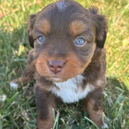 Girl 2 - Red tri female Miniature Australian Shepherd puppy in Amarillo, Texas from Duclops Ranch Aussies
