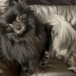 Pomeranians from Angelas Pomeranians