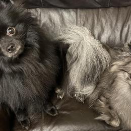 Pomeranians from Angelas Pomeranians