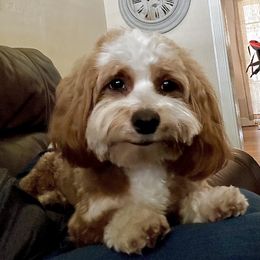 Havanese Puppies from HavaReese Havanese