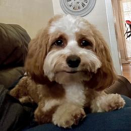 Havanese Puppies from HavaReese Havanese