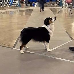 Bokhee - Miniature American Shepherd