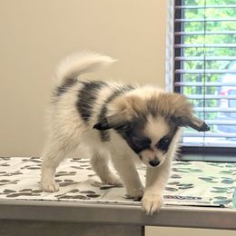 Harper - White and sable female Papillon puppy in Dorset, Ohio from Katies Papillons