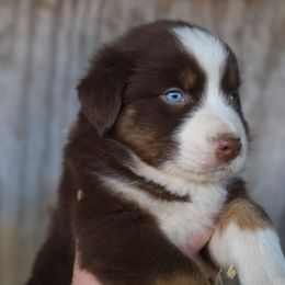 Australian Shepherd Puppies from Covenant View Farm Australian Shepherds