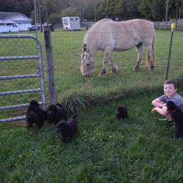 Poodle Puppies from D and D Standard Poodles