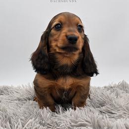 Brown Collar - Red female Dachshund puppy in Zebulon, North Carolina from Salt of the Earth Dachshunds