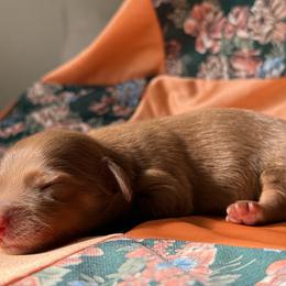 Nutmeg - Chocolate and cream male Dachshund puppy in Red Oak, Oklahoma from S&H Teenie Weenie Dachshunds