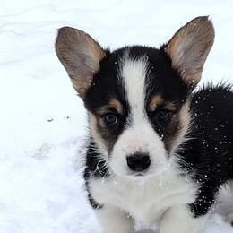 Triple Clear, OFA parents, Tri Girl - Black and tan female Pembroke Welsh Corgi puppy in Harpursville, New York from Rex Farm Corgis