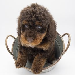 Assorted Doodle Crosses, Bernedoodle, Double Doodle, Goldendoodle, Labradoodle, and Whoodle Puppies from Our Little Farm Life Doodles