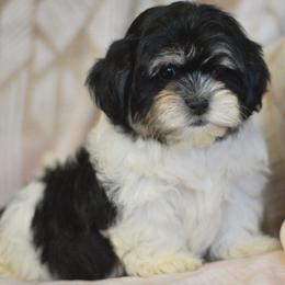 Avalanche - Black and white male Shichon puppy in Delta, Colorado from PTK Ranch