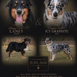 Australian Shepherd puppies from Happy Ours Australian Shepherds