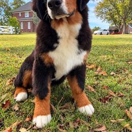 Bernese Mountain Dog puppies from Bunn Ranch Goldens & Bernese
