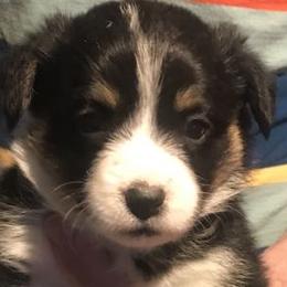 Hickory Springs Sophie - Black and tan Pembroke Welsh Corgi puppy in Lima, New York from Hickory Springs Corgis