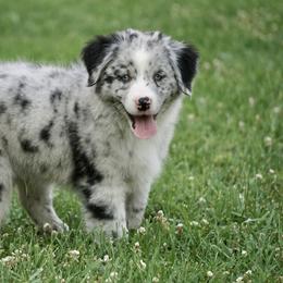 Australian Shepherd and Miniature Australian Shepherd Puppies from Gleiming Stars Aussie