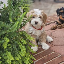 Bernedoodle Puppies from Fields Family Farm