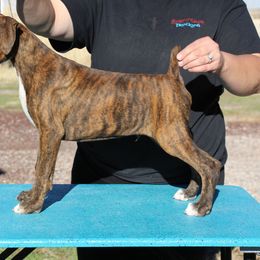 Draco - Brindle male Boxer puppy in Earlsboro, Oklahoma from Lieben Boxers