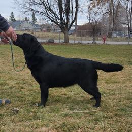 Bonnie - Labrador Retriever