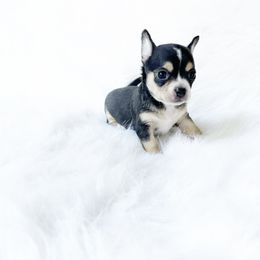 Owen - Black and tan male Chihuahua puppy in Sacramento, California from Honey Bee Chihuahua’s