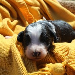 Raven - White and black female Bordoodle puppy in Winnsboro, Texas from Pecan Grove Pups