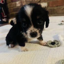 Willie - Black and white male Companion Cross puppy in Garvin, Oklahoma from Hochatown Awesome Aussies