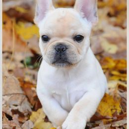 French Bulldogs and Weimaraners from Surreal French Bulldogs and Weimaraners