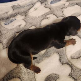 Dachshund Puppies from Wootens Wünderhunds