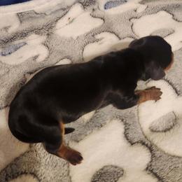 Dachshund Puppies from Wootens Wünderhunds