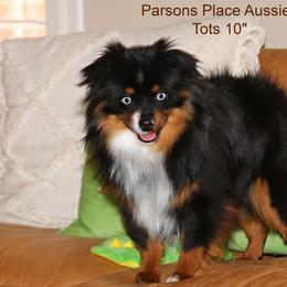 Tots - Toy Australian Shepherd