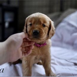 Bernedoodle and Golden Retriever Puppies from Golden Light Puppies
