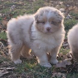 Wrangler - Red merle male Australian Shepherd puppy in Clover, Virginia from Four Winds Australian Shepherds