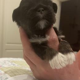 Boy 4 Red - Black male Lhasa Apso puppy in Palm Bay, Florida from Lhasa Apso Doggy Stylez Fl