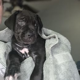 Diesel - Black male Cane Corso puppy in Dunnellon, Florida from High Royal Kennel