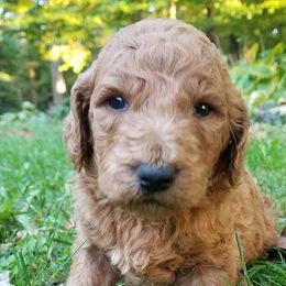 Poodle Puppies from Cartiers Kennel