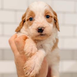 Patches - Parti male Goldendoodle puppy in Iola, Texas from Supreme Doodles of Texas